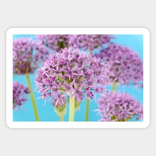 Allium stipitatum &#39;Violet Beauty&#39; Sticker